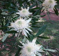 Lyrebird Gully Retreat - Australian Directory