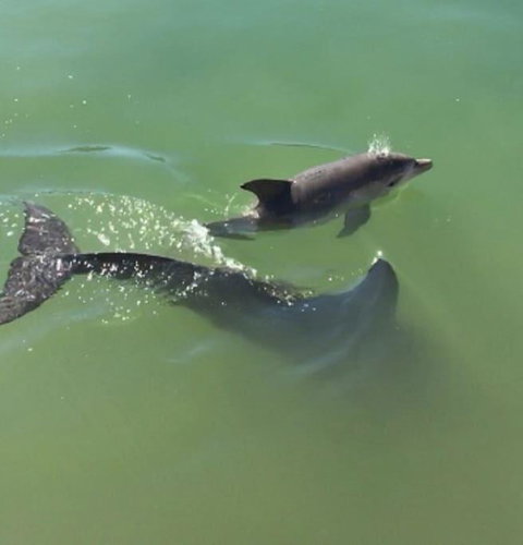 Mandurah Dolphin Escape - Australian Directory 3