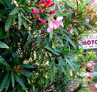 Mercury motor inn - Australian Directory