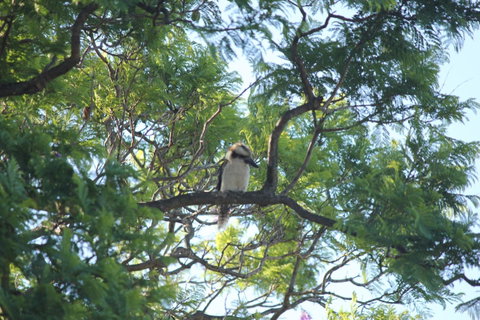 Jacaranda Hideaway Bed & Breakfast - Australian Directory 0