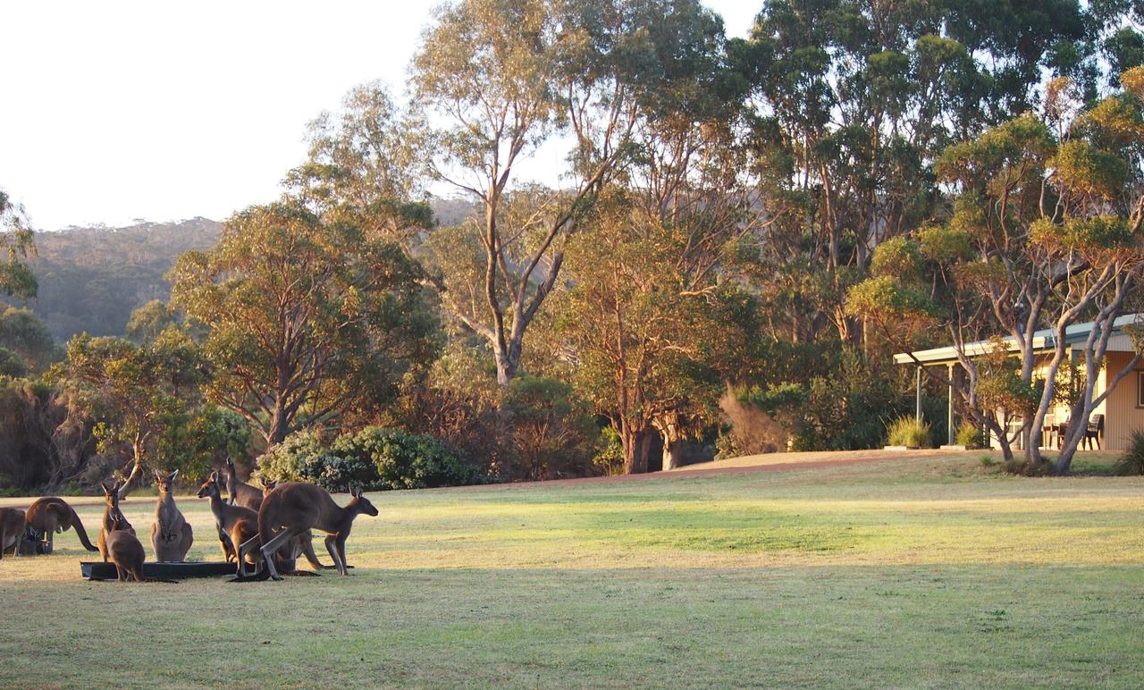  Australian Directory