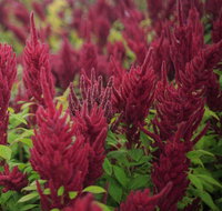 Dianella - Australian Directory