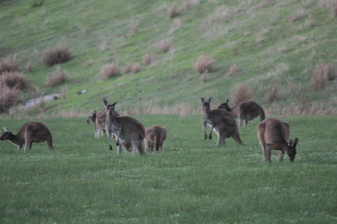 The Farmhouse - Australian Directory 14