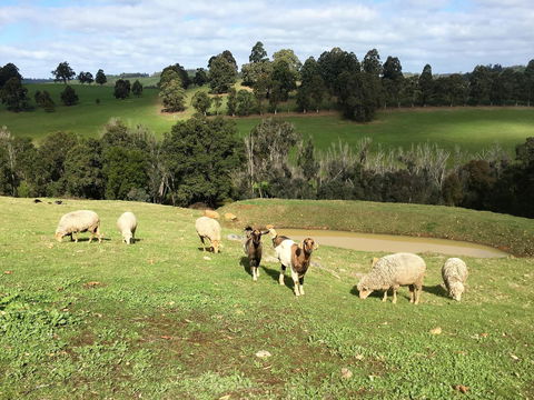 Balingup Highview Chalets - Australian Directory 36
