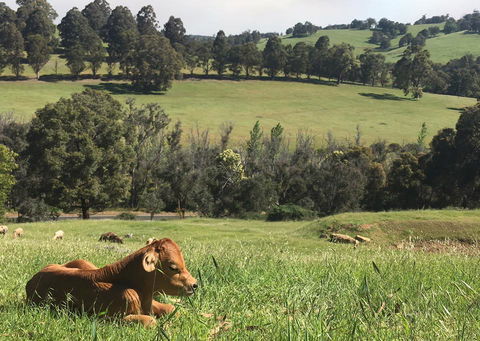 Balingup Highview Chalets - Australian Directory 34