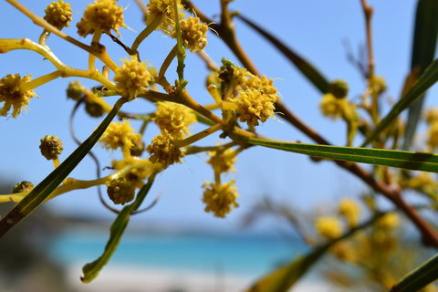 Eagle Bay House - Australian Directory 12