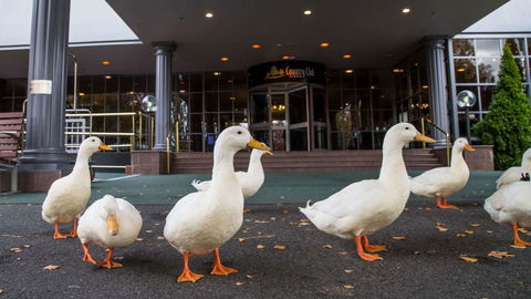 Country Club Tasmania - Australian Directory 9