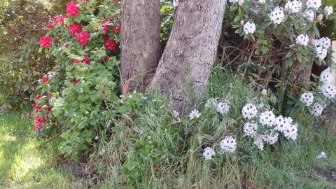 Karoola Cottage Self Contained - Australian Directory 16