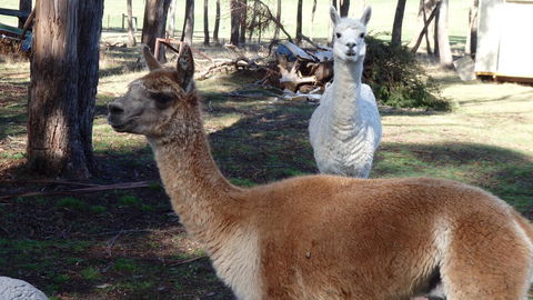 Karoola Cottage Self Contained - Australian Directory 26