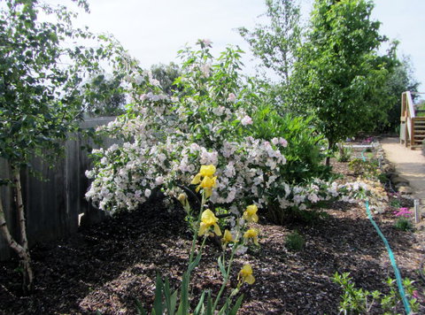 Elm Trees Accommodation @ Ross - Australian Directory 7