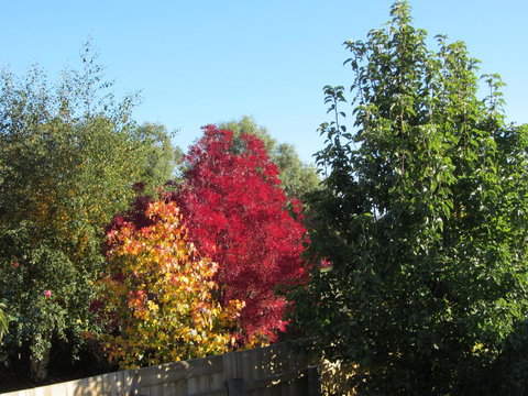 Elm Trees Accommodation @ Ross - Australian Directory 21