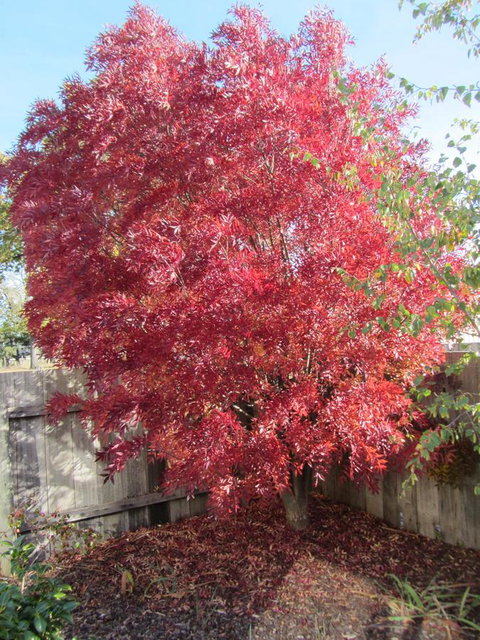 Elm Trees Accommodation @ Ross - Australian Directory 22