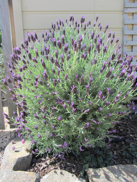 Elm Trees Accommodation @ Ross - Australian Directory 23