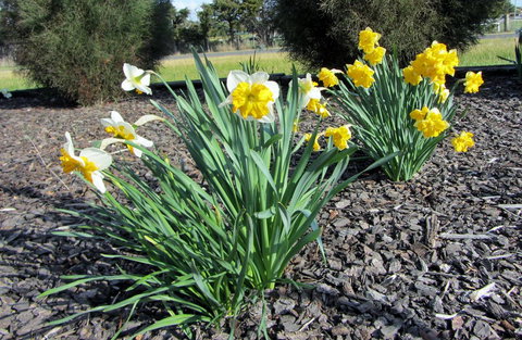 Elm Trees Accommodation @ Ross - Australian Directory 26