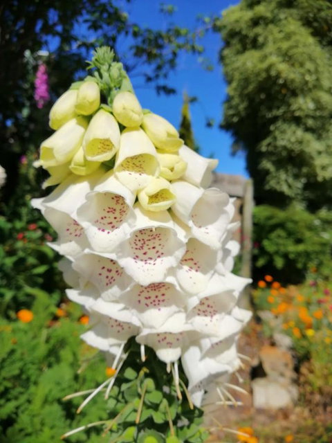 Hamlet Downs Country Accommodation - Australian Directory 9