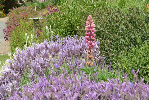 Hamlet Downs Country Accommodation - Australian Directory 22