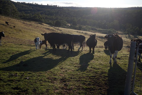 Hamlet Downs Country Accommodation - Australian Directory 24