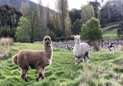 Hamlet Downs Country Accommodation - Australian Directory 6