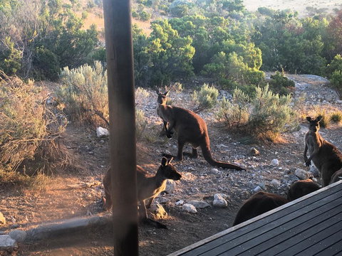 Pelican Lagoon Cabin - Australian Directory 2