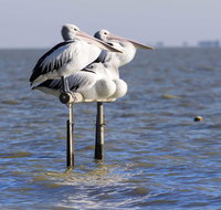 Pelican Perch Retreat - Australian Directory