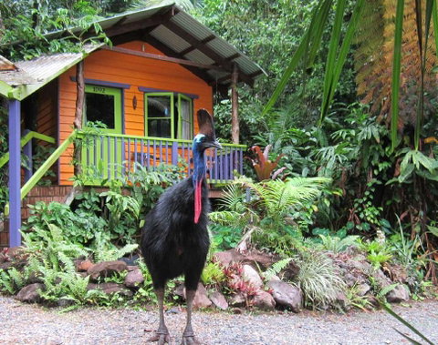 Rainforest Hideaway - Australian Directory 0