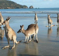 Seaforth Holiday Units - Australian Directory