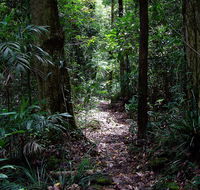 Springbrook Lyrebird Retreat - Australian Directory