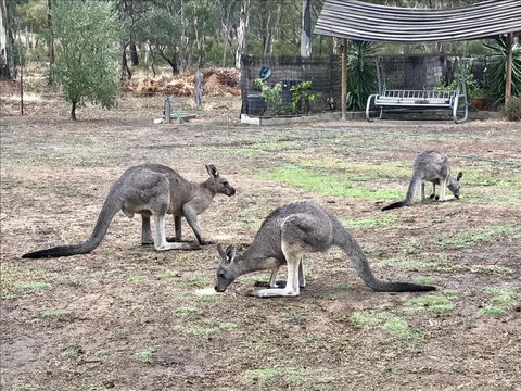 Stawell Holiday Cottages - Australian Directory 1