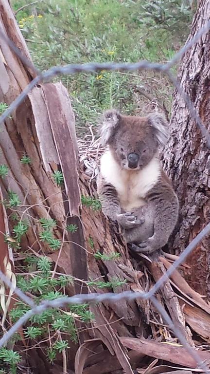 Stringybark Hills Retreat - Australian Directory 0