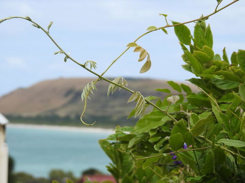 Ellie\'s Cottages - Australian Directory 3