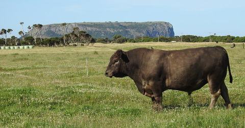 Ellie\'s Cottages - Australian Directory 40