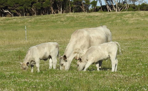 Ellie\'s Cottages - Australian Directory 39