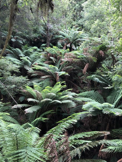 Corinna Wilderness Village - Australian Directory 12