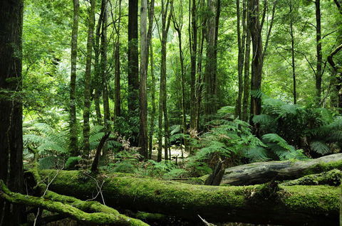 Corinna Wilderness Village - Australian Directory 37