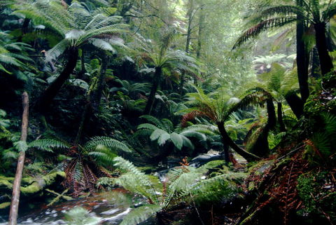 Corinna Wilderness Village - Australian Directory 41
