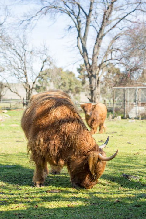 Ratho Farm - Australian Directory 4