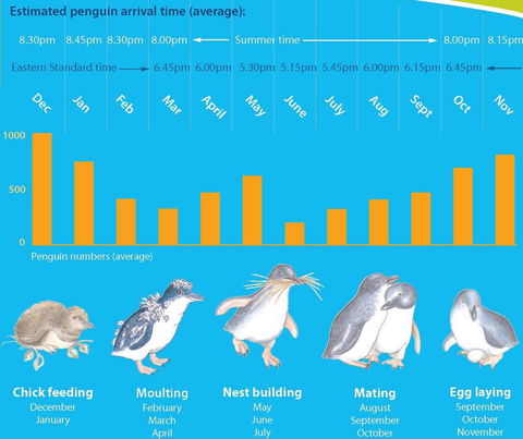 Diamond Island Resort - Australian Directory 28