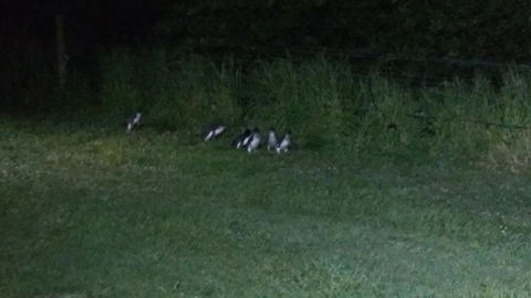 Diamond Island Resort - Australian Directory 22