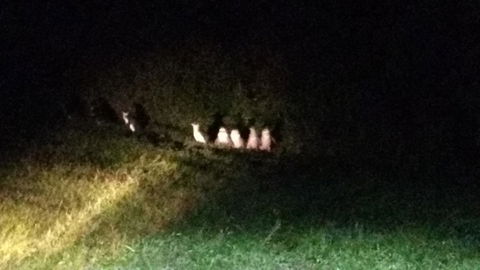 Diamond Island Resort - Australian Directory 23