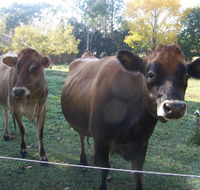 Drumreagh Bed  Breakfast Cabins - Australian Directory