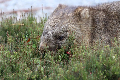 Cradle Mountain Wilderness Village - Australian Directory 32