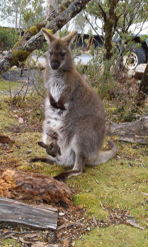Cradle Mountain Wilderness Village - Australian Directory 33