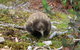 Cradle Mountain Wilderness Village - thumb 34