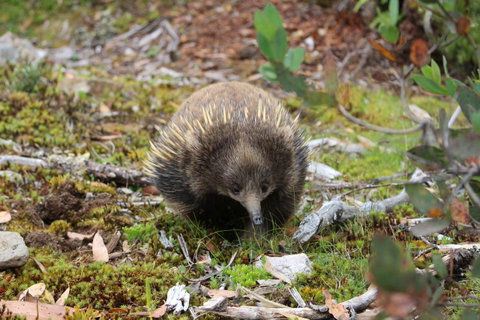 Cradle Mountain Wilderness Village - Australian Directory 34