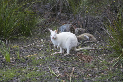 Cloudy Bay Lagoon Estate - Australian Directory 17