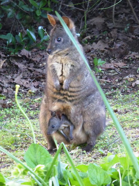 Tamar River Retreat - Australian Directory 36