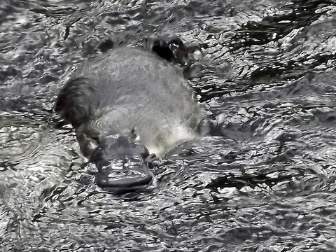 Platypus Playground Riverside Cottage - Australian Directory 23