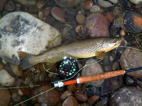 Platypus Playground Riverside Cottage - Australian Directory 18