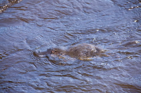 Platypus Playground Riverside Cottage - Australian Directory 16
