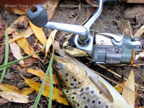 Platypus Playground Riverside Cottage - Australian Directory 20